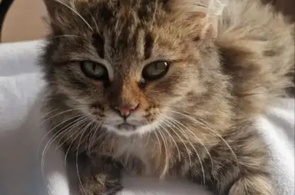 Найдена кошка, Саратов, фото: Кошка найдена: Фёдоровская ул., 5, Саратов