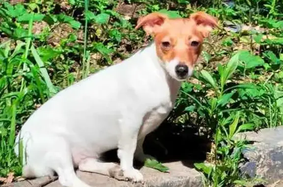 Пропала собака, ул. Сосновка 3, Кубинка