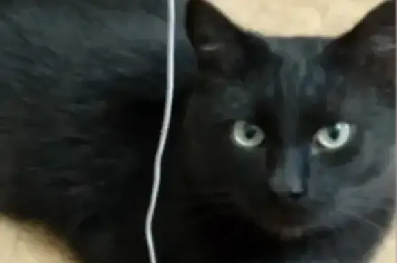 Кошка найдена: ул. Геологов, Уфа