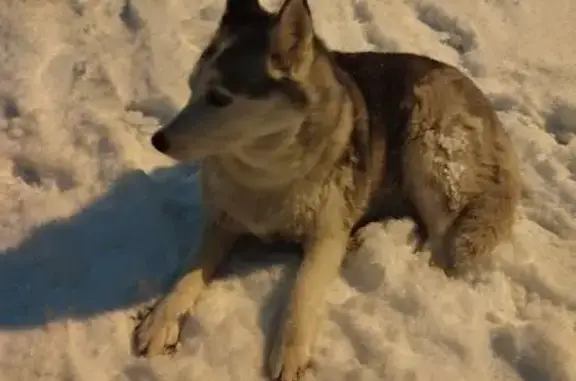 Найдена собака, ул. Лазарева 4, Томск