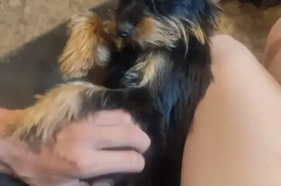 Собаки потеряшки, Константиново, фото: Потеряшка собака, Константиново, 46К-5450