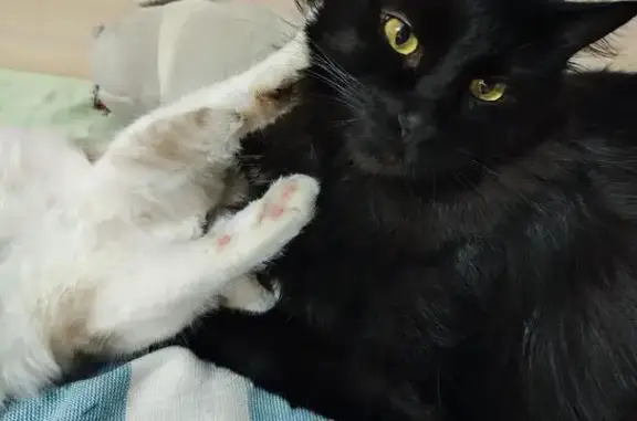 Кошки потеряшки, Пенза, фото: Потеряшка чёрный кот на Сухумской, 1Вк1