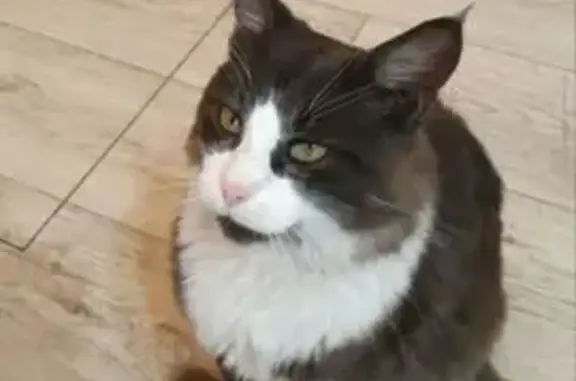 Пропала кошка, Улан-Удэ, Бурятия