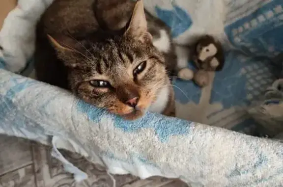 Найденные животные Владивосток, фото: Кошка найдена: Сахалинская ул., Владивосток