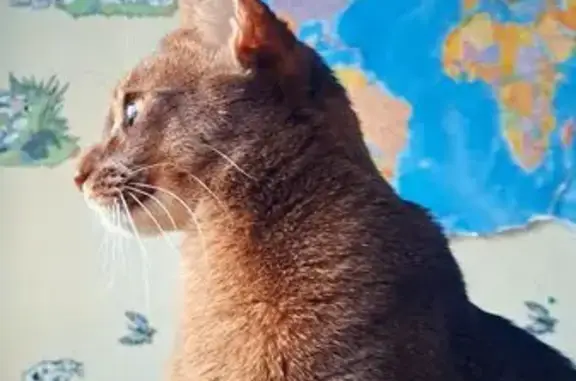 Кошки потеряшки, Мытищи, фото: Потеряшка кошка, Калининградская 15, Мытищи