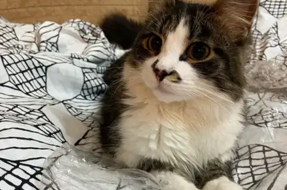 Пропала кошка, 2-я Пролетарская 4, Никологоры