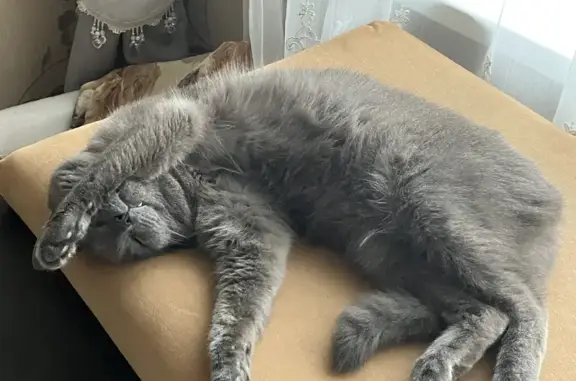 Кошки потеряшки, Родники, фото: Потеряшка кошка, Родники, Серый кот