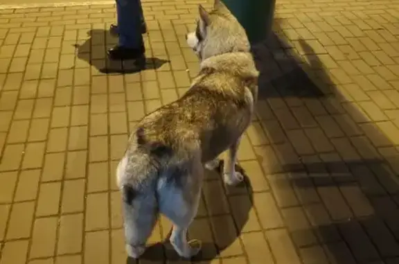Найдена собака, , фото: Хаски найдена на ул. Кирова, Пенза