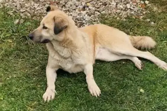 Найдена собака, , фото: Найдена собака в Дворниково, МО