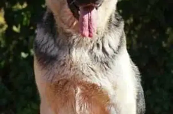 Пропала собака, Новоживотинновское СП