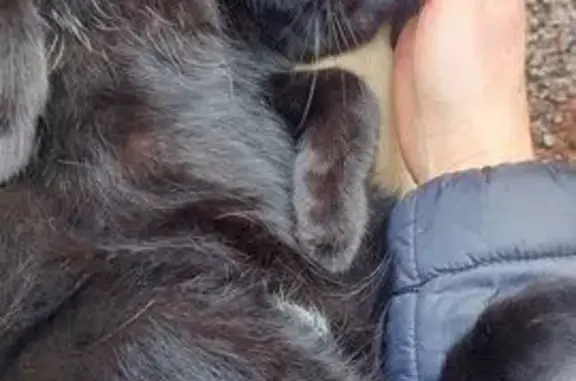 Кот найден: Железнодорожная, 14