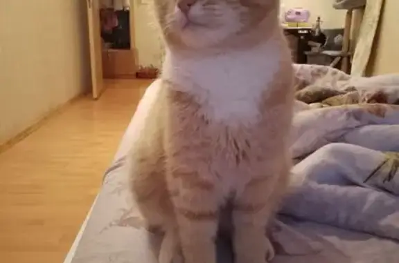 Кошки потеряшки, Тула, фото: Потеряшка кошка, ул. Горького 37, Тула