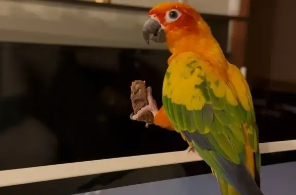 Пропала птица, Волжский, Стали...