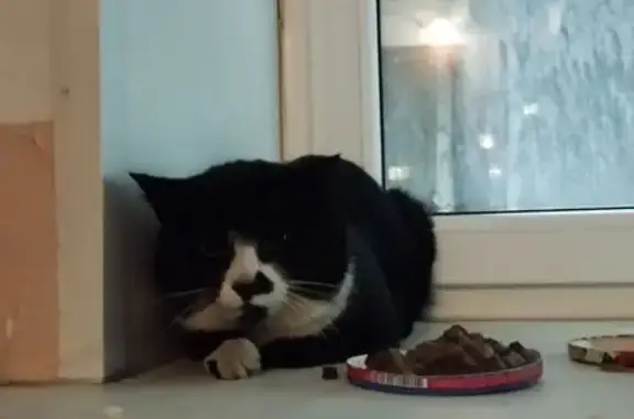 Найденные животные Петрозаводск, фото: Кошка найдена на Анохина 29, Петрозаводск