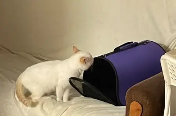 Кошки потеряшки, Фрязино, фото: Потеряшка кошка, Фрязино, Первомайская 19