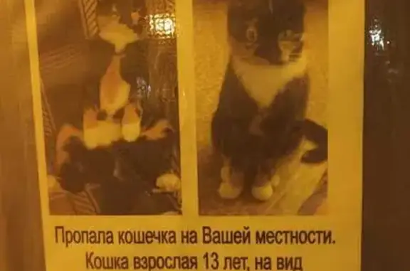 Пропала кошка, Копейск, Челябинская обл.