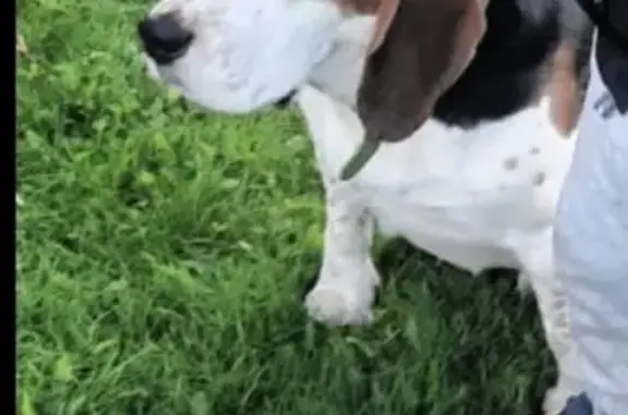 Собаки потеряшки, Дементьево, фото: Потеряшка собака, ул. Центральная 31, Дементьево