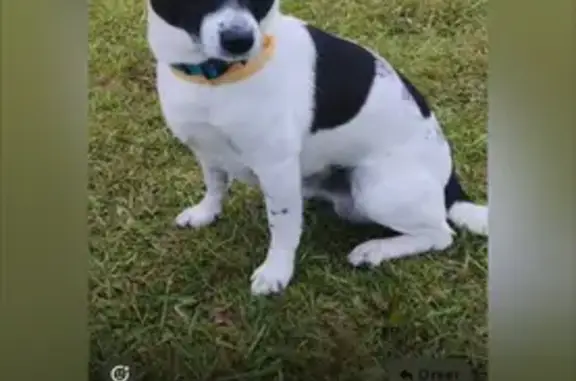 Собаки потеряшки, Самарская область, фото: Потеряшка собака, Самара, п. Береза - с. Курумоч