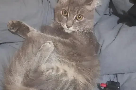 Кошки потеряшки, Выкса, фото: Потеряшка кошка, ул. Войкова, 2, Выкса