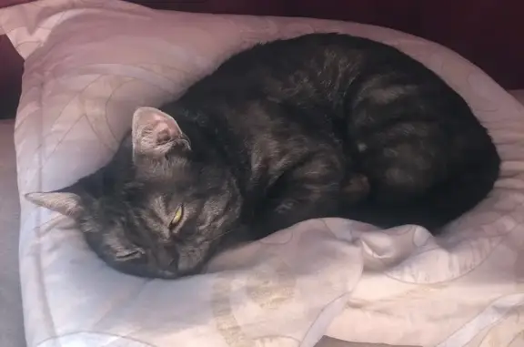 Кошки потеряшки, Бийск, фото: Потеряшка кошка, ул. Пушкина, 196, Бийск