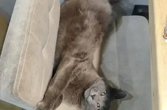 Пропала серая кошка, Рублёвка, Иркутская обл.