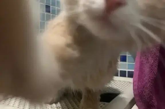 Найдена кошка, Бийск, фото: Найдена кошка, ул. Пушкина, 196, Бийск