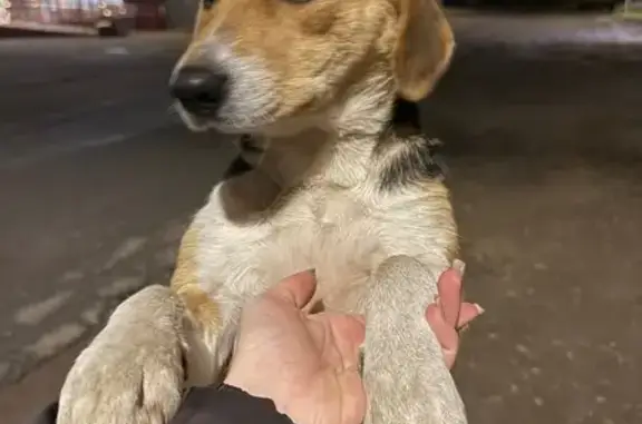 Триколорная собака найдена на Советской, 10