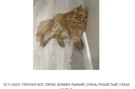 Пропала кошка, ул. Завойского, Казань