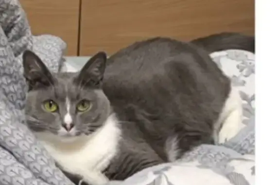 Пропала кошка на Кировоградской 44 к1