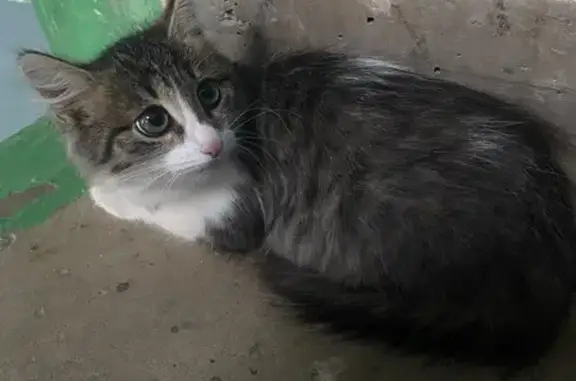 Найдена кошка, Уфа, фото: Котенок найден: Комсомольская 100/2, Уфа