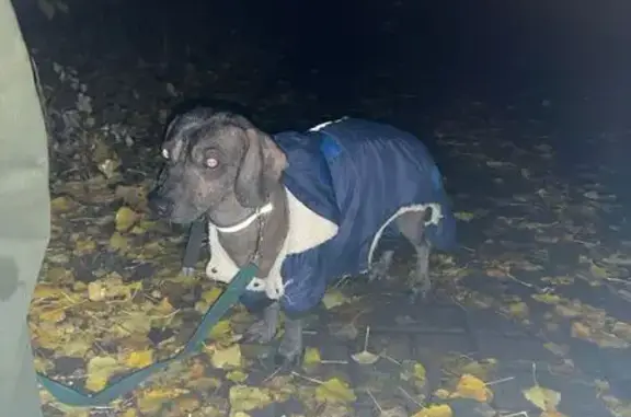 Найдена собака, Белгород, фото: Собака найдена: ул. Мичурина, Белгород