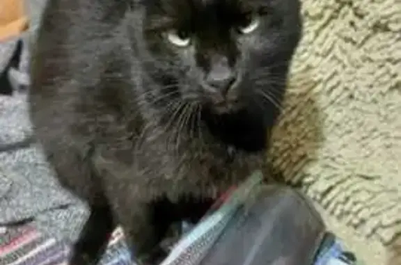 Найденные животные Алматы, фото: Кошка найдена, ул. Ауэзова, Алматы