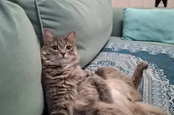 Пропала кошка, Природная улица, Уфа