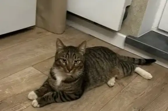 Найдена кошка, Нахабино, фото: Кошка найдена, Красноармейская 49А