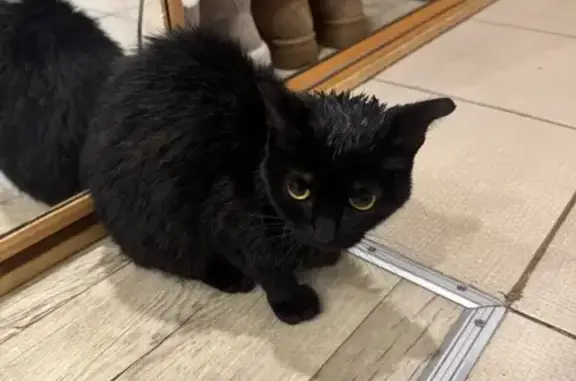 Найдена кошка, Ноябрьск, фото: Кошка найдена у КБ, пр. Мира 56, Ноябрьск