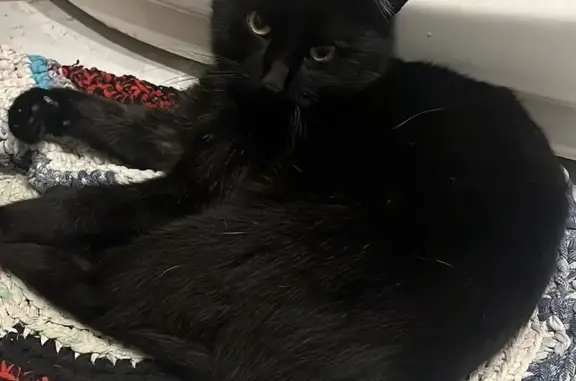 Пропала кошка на улице Павлуновского, Курск