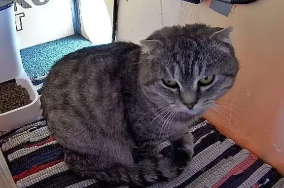 Найдена кошка на Центральной улице, Горки