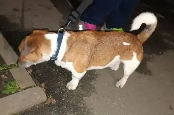 Найдена собака, Санкт-Петербург, фото: Найдена собака, ул. Рихарда Зорге, 3