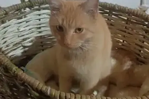 Пропала кошка, ул. Гоголя, 5, Саров