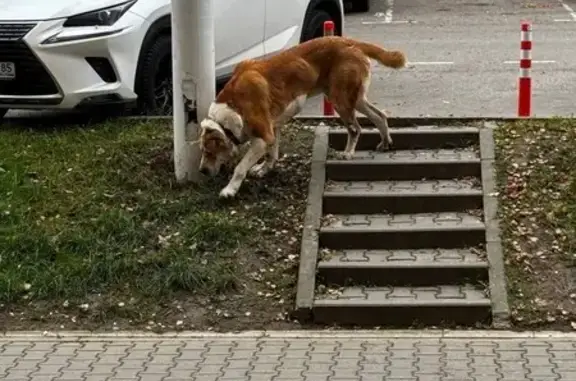 Найден алабай, Московский, Москва