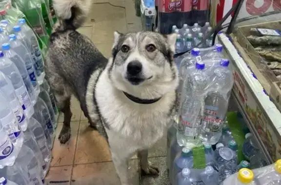 Найдена собака, Самара, фото: Найдена собака, Черемшанская 232, Самара