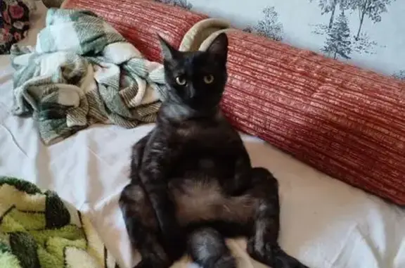 Пропала кошка, ул. Громова, 12, Волжск