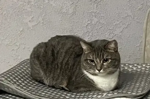 Пропала кошка, Блюхера 89, Екатеринбург