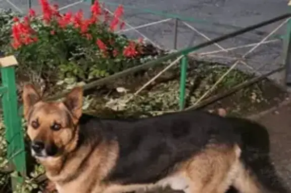 Найдена собака, Кисловодск, фото: Найдена собака, ул. Марцинкевича, Кисловодск