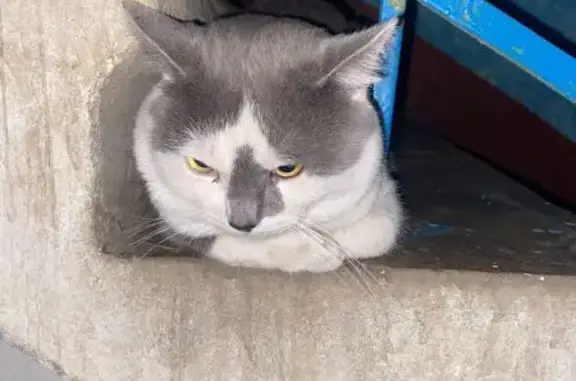 Пропал кот, Саввинская ул., Балашиха