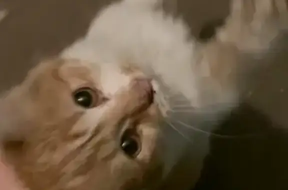 Кошка найдена на ул. Куйбышева, Н. Новгород
