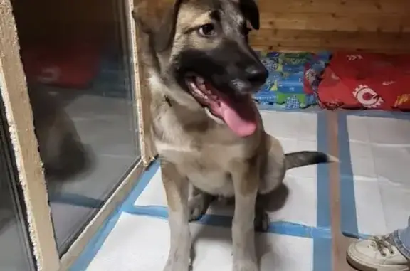 Найдена собака, Московская область, фото: Щенок найден у Ленты на Старо-нагорной