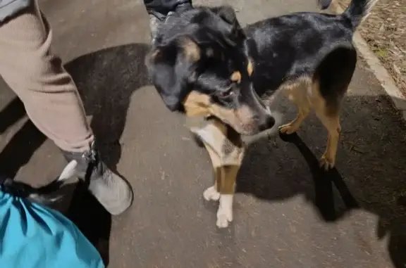 Найдена собака, Екатеринбург, фото: Найдена собака на Опалихинской 26, Екатеринбург