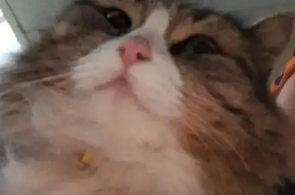 Найдена кошка, Стартовая ул. 10, Москва