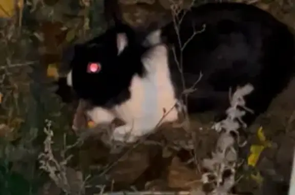 Кролик у забора садика, ул. 8-...